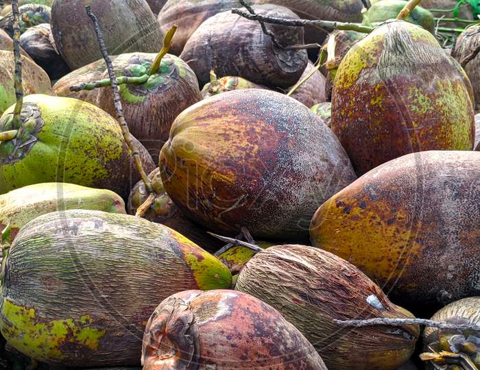 Coconuts In Different Colors In Yard