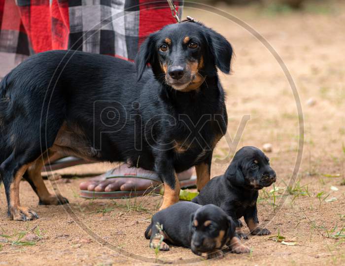 Dachshund Dog Family Photograph, Innocent Mother And Her Two Adorable Infant Baby Pups Looking At The Cameraman, Master Standing Close To Them Holding The Leash Just In Case.
