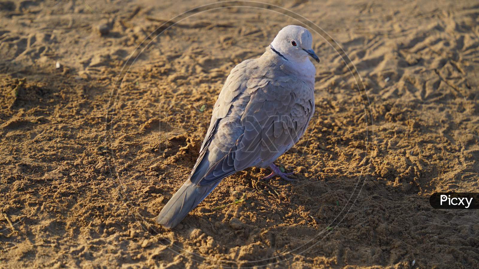 Side View Shot Of Indian Collared Dove Walking On Landscape And Printing Paw Lines On The Soil.