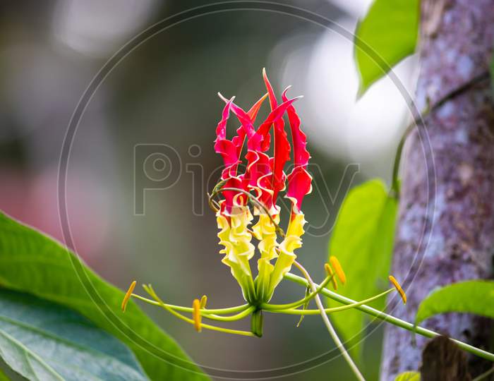 The Flame Lily Flower Is A Beautiful And Unique Flower In Nature, Red And Yellow Color Combination,