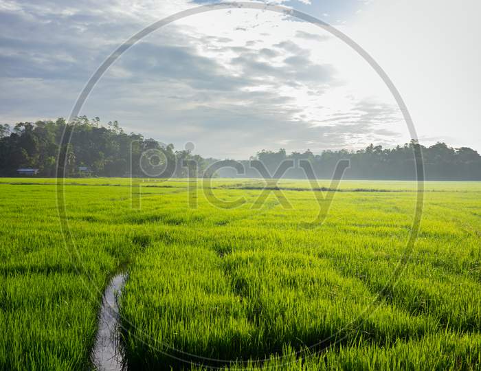 Beautiful Morning In A Rural Village And The Paddy Field Landscape Photography,
