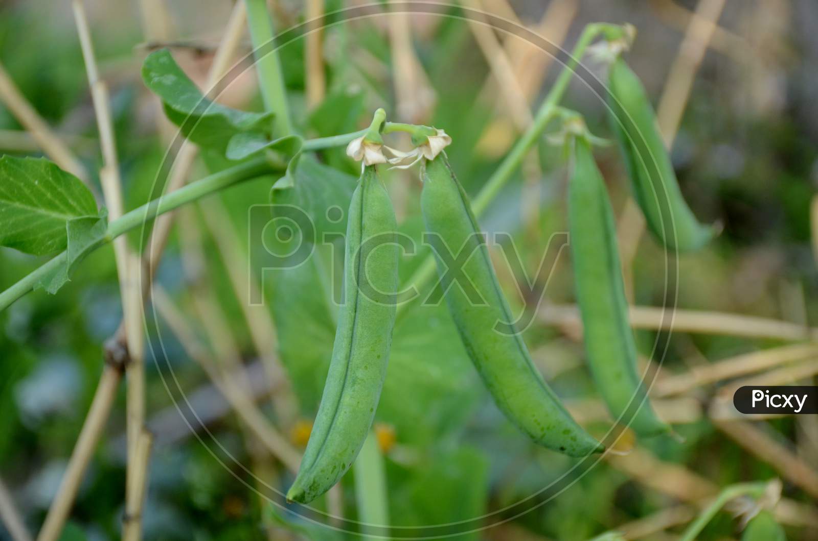 The Ripe Green Peas With Plant Growing In The Garden.