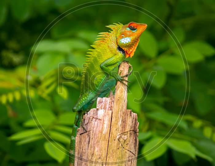Beautiful Green Garden Lizard Climb And Sitting On Top Of The Wooden Trunk Like A King Of The Jungle, Bright Orange-Colored Head And Sharp Yellowish Spikes In The Spine, Side View Of Majestic Lizard.