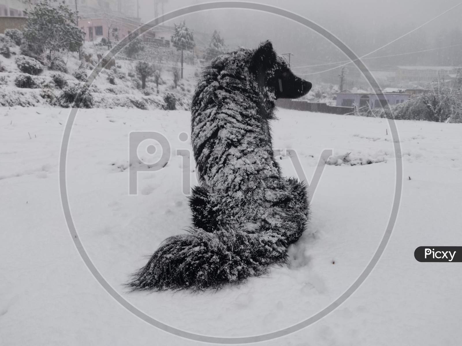 Dog sitting  on snow, uttarakhand winter season in himalaya