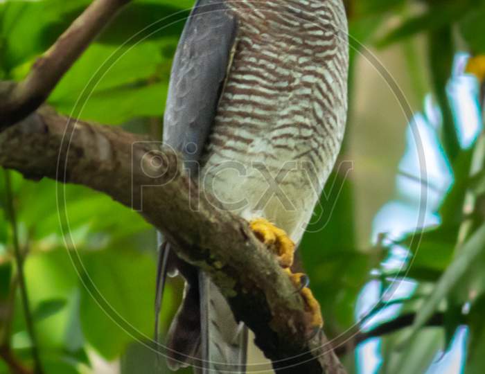Shikra Bird Perched And Watchful In The Tree Branch,