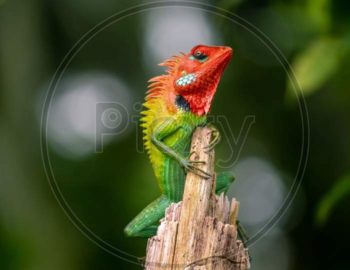 Beautiful Green Garden Lizard Climb And Sitting On Top Of The Wooden Trunk Like A King Of The Jungle, Bright Orange-Colored Head And Sharp Yellowish Spikes In The Spine, Head Slightly Turn To The Side
