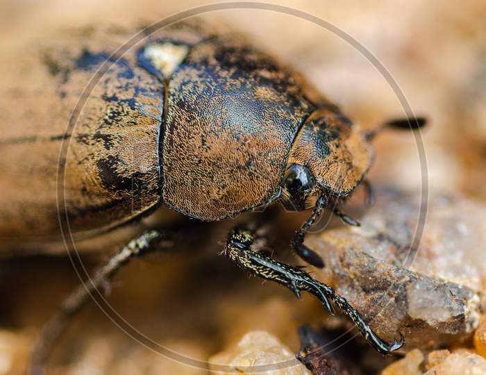 Old European Chafer Beetle On The Sand Macro Photo, Hairy Beetle Eye Closep,