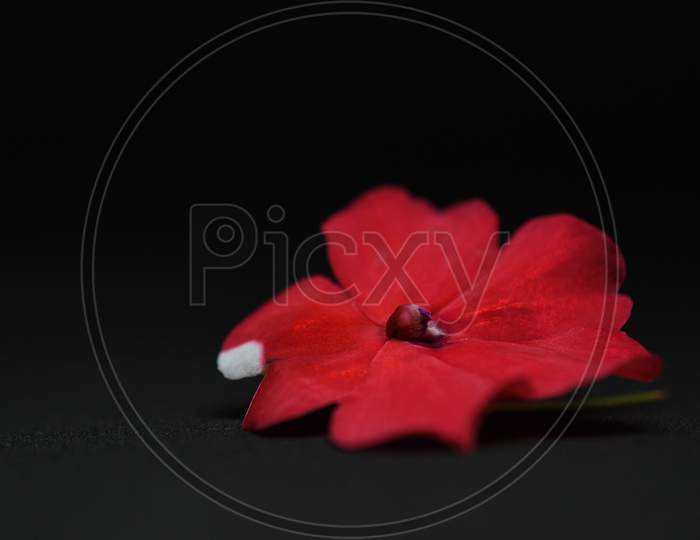 Isolated Red Flower In Dark Background
