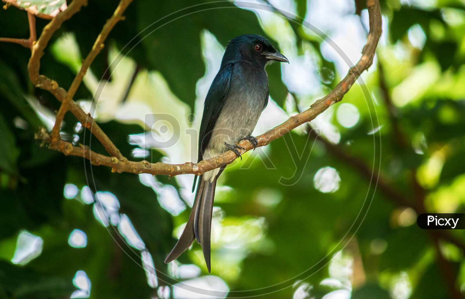 Common Black Drongo Bird Perched Under The Shade Of A Tree, Looking So Proud, Pose For A Photograph, Has Shiny Dark Color Feathers And A Long Split Tail.