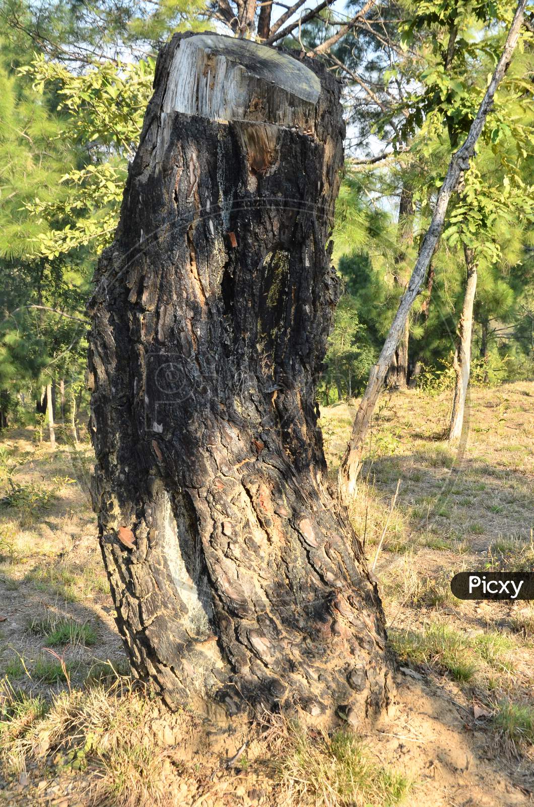 Old Root Of Pine Tree  In Forst Of Himachal Pradesh India 25