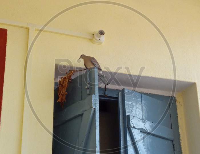 Bird seat on above door