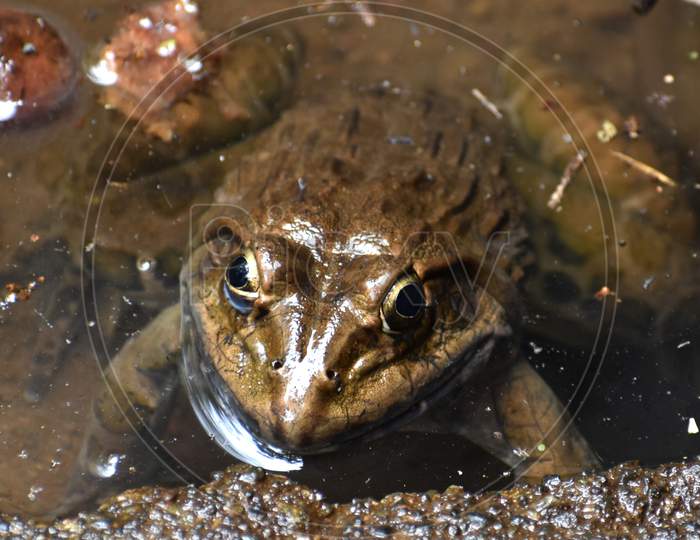 Brown Frog In Water