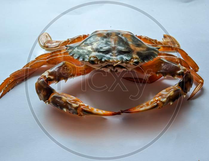 Selective Focus Of Fresh Crucifix Crab Isolated On A White Background.