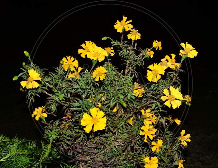 Yellow Marigold Flower In Forst Of Himachal Pradesh India 3