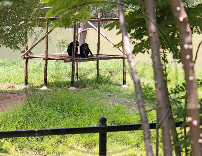 Monkey Couples Animal In National Park Garden India