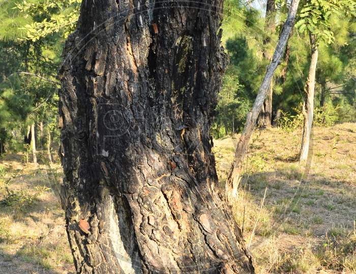 Old Root Of Pine Tree  In Forst Of Himachal Pradesh India 25