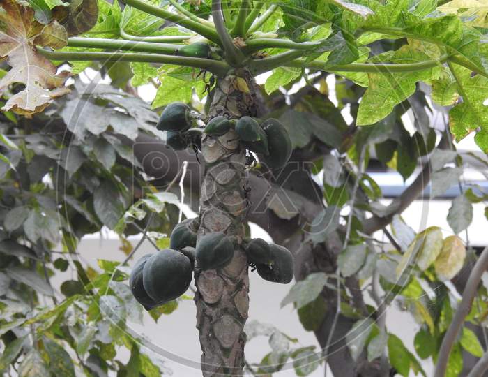Indian Papaya Or Pappaya Fruit Leaves And Plants Grow In A Garden