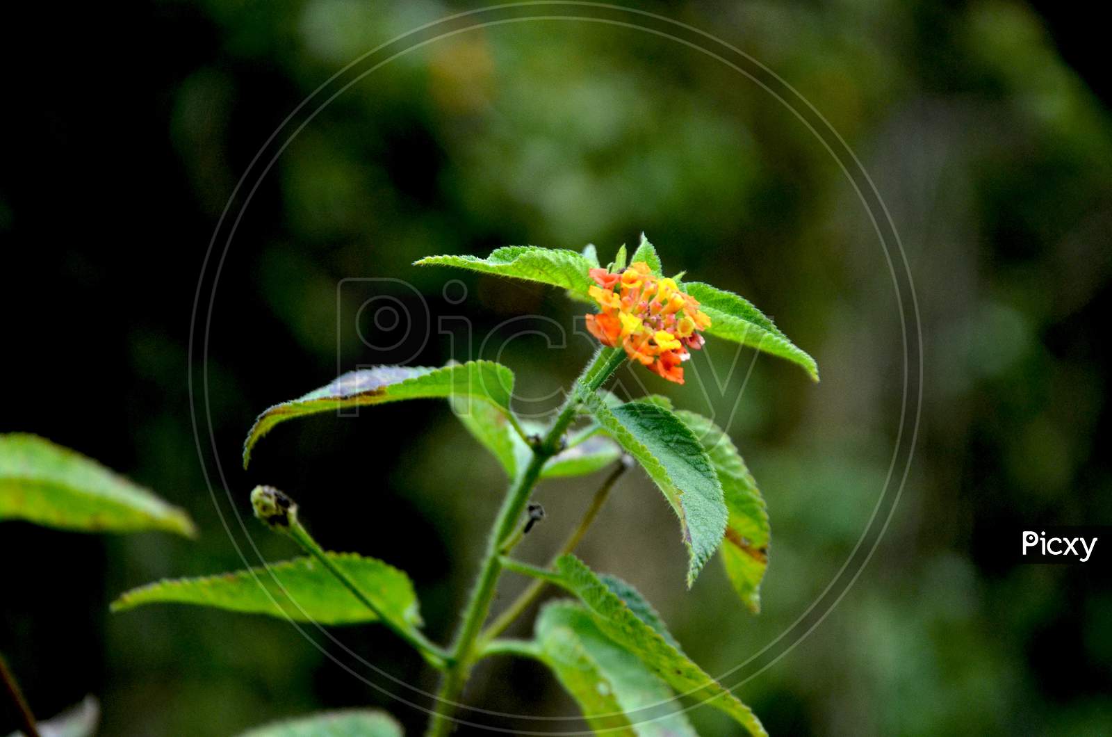 Single Small Plant In Forst Of Himachal Pradesh India 2