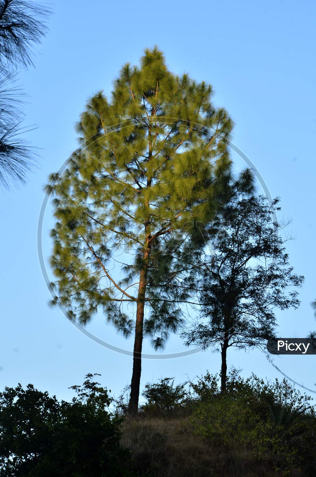 Single Pine Tree Beside Blue Sky Himachal Pradesh India