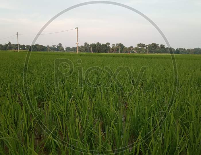 Dhan field