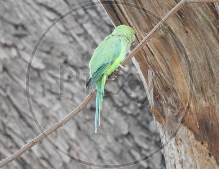 beautiful Indian Green Parrot sitting above the small stick or branch of a tree