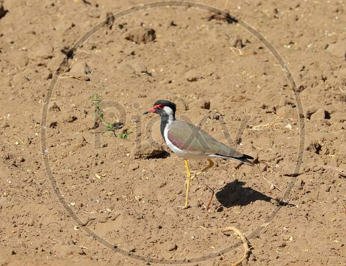 A Red-Wattled Lapwing Bird Walking In The Field