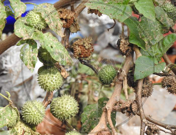 Thorn Apple Or Datura Inoxia Dry And Fresh Fruit Captured During Winter Season In Karnataka