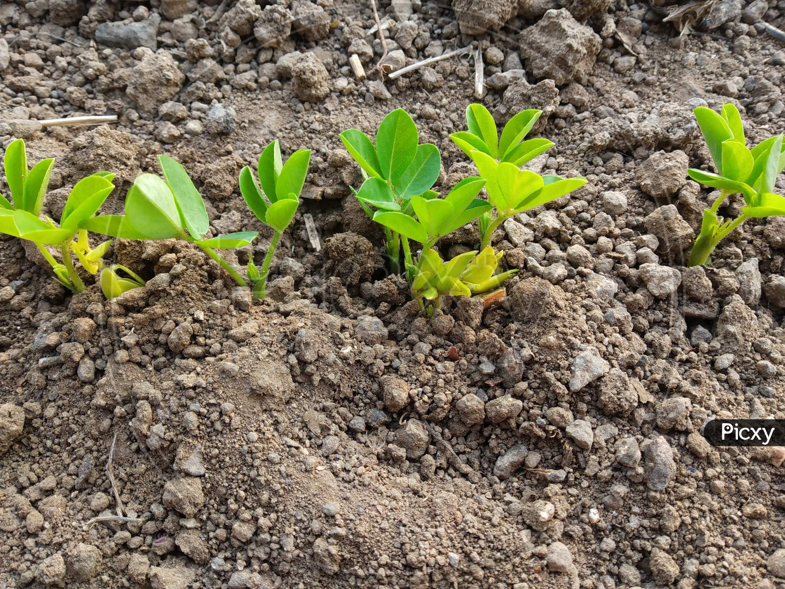 Young Groudnuts Plants Or Crops