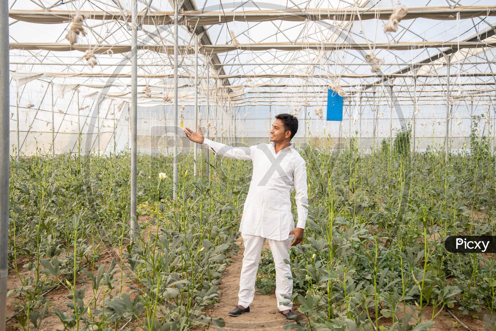 Young Indian Farmer Touch Plant Standing At His Poly House Or Greenhouse, Agriculture Business And Rural Prosperity Concept. Man Wearing White Cloths, Copy Space,