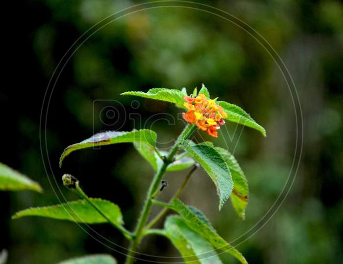 Single Small Plant In Forst Of Himachal Pradesh India 2