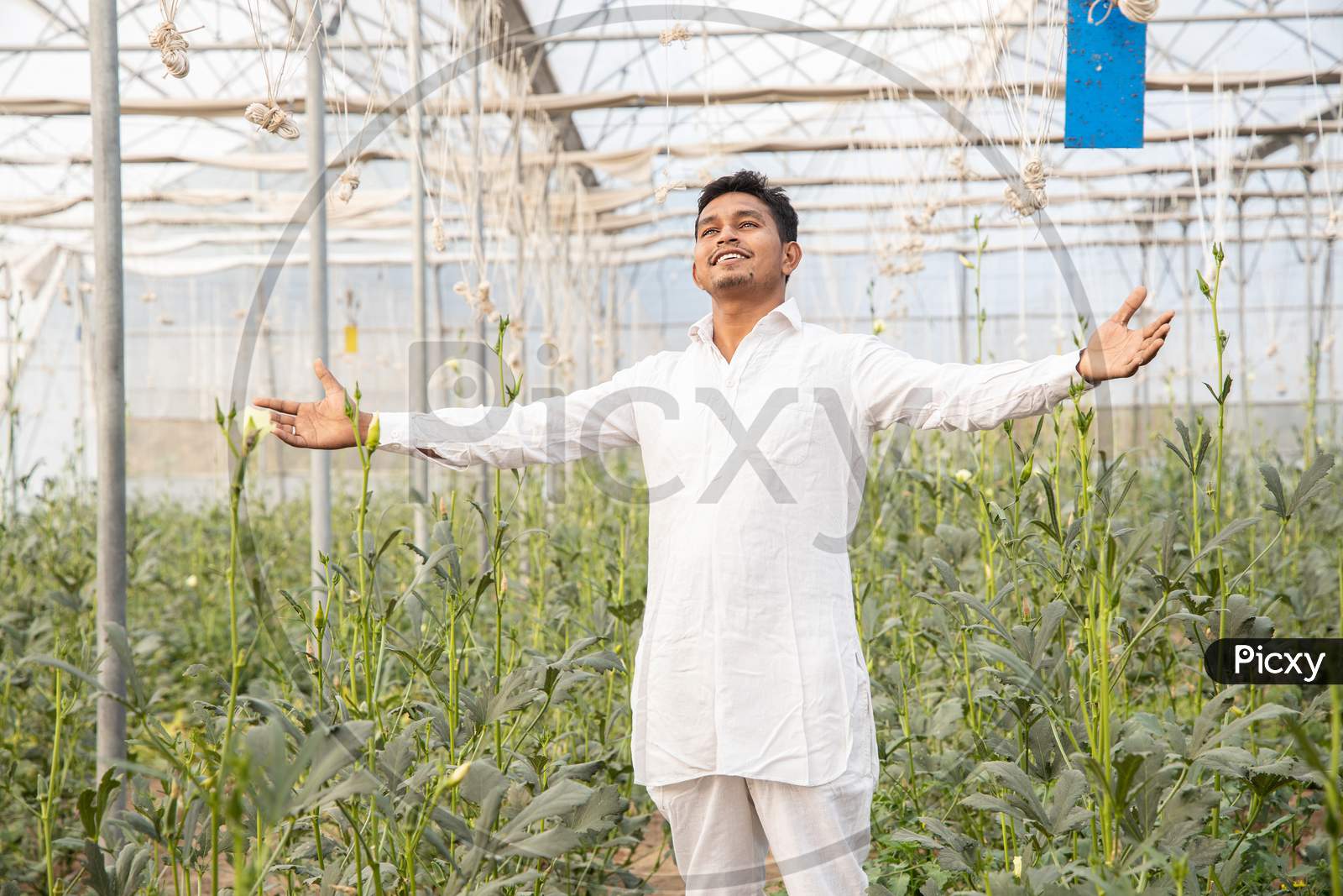 Young Happy Indian Farmer Standing With Open Arms At His Poly House Or Greenhouse, Agriculture Business And Rural Prosperity Concept. Man Wearing White Kurta Pajama Cloths, Copy Space.