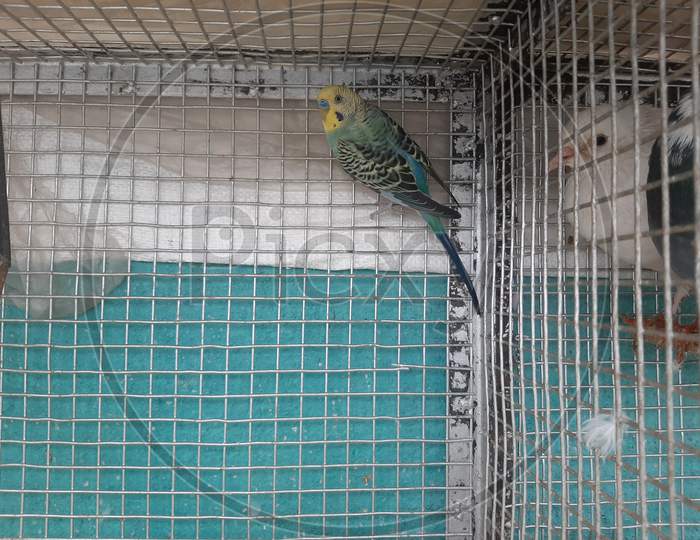 A Parrot In The Cage