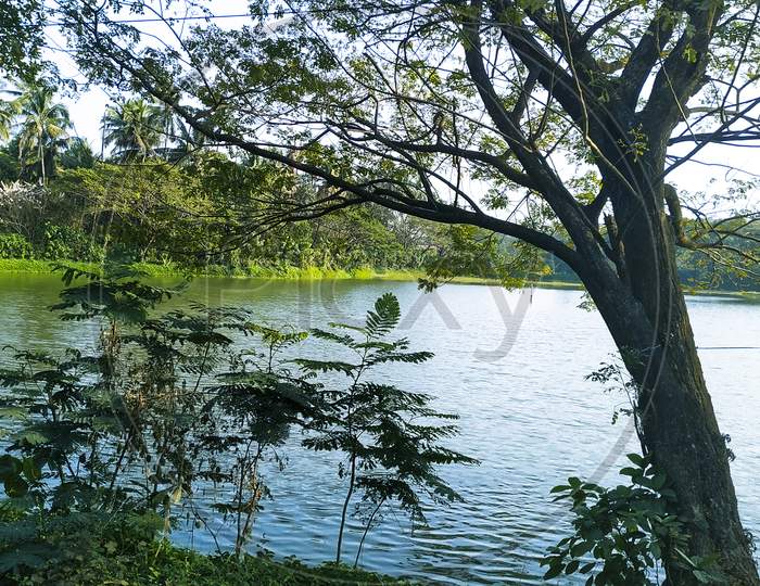 Greenery Lake In Nature Urban Forest