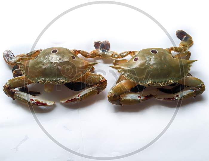 Selective Focus Of Fresh Three Spotted Swimming Crab Isolated On A White Background.