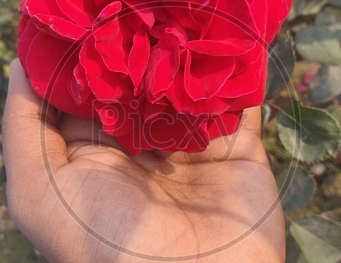 Red Rose 🌹