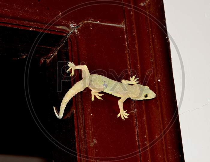Lizard  On Door In Home At Himachal Pradesh India