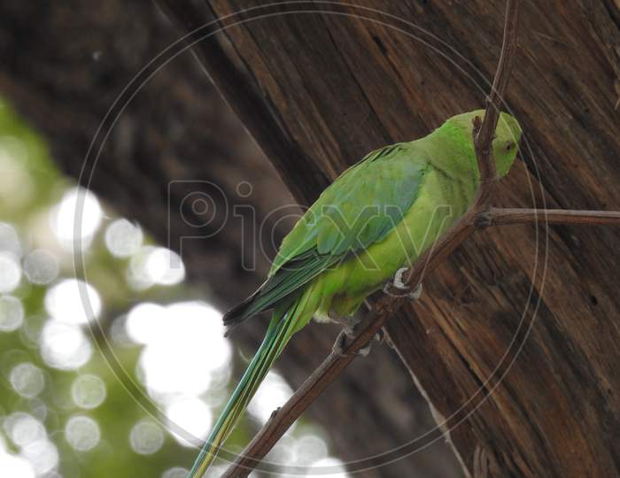 beautiful Indian Green Parrot sitting above the small stick or branch of a tree