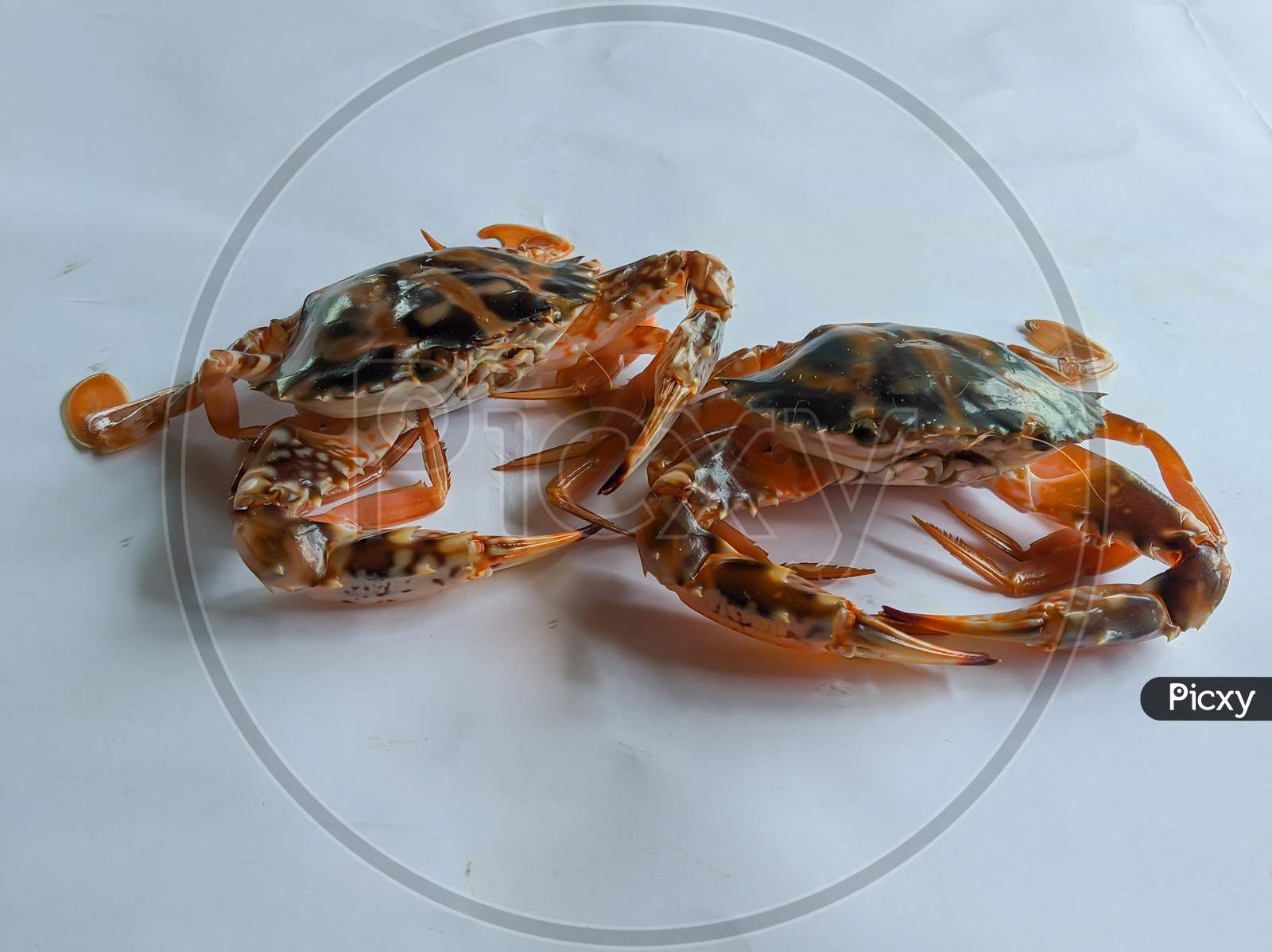 Selective Focus Of Fresh Crucifix Crab Isolated On A White Background.