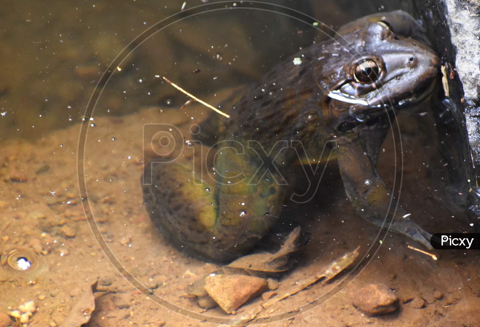 Brown Frog In Water