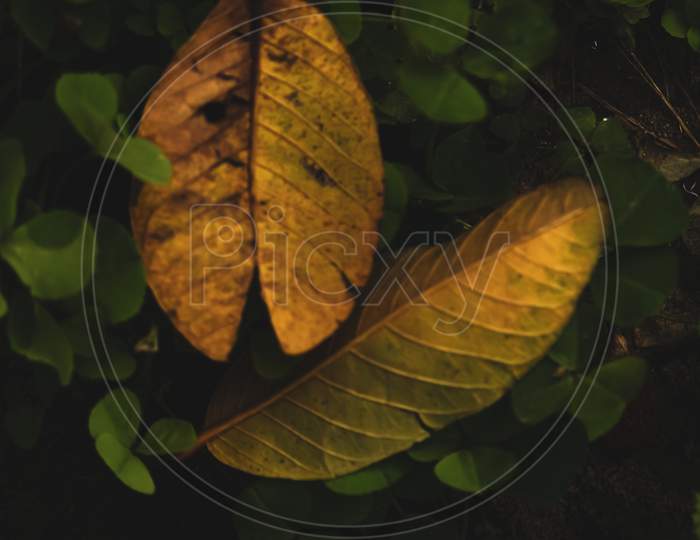 Yellow autumn leaf on green small leaves background