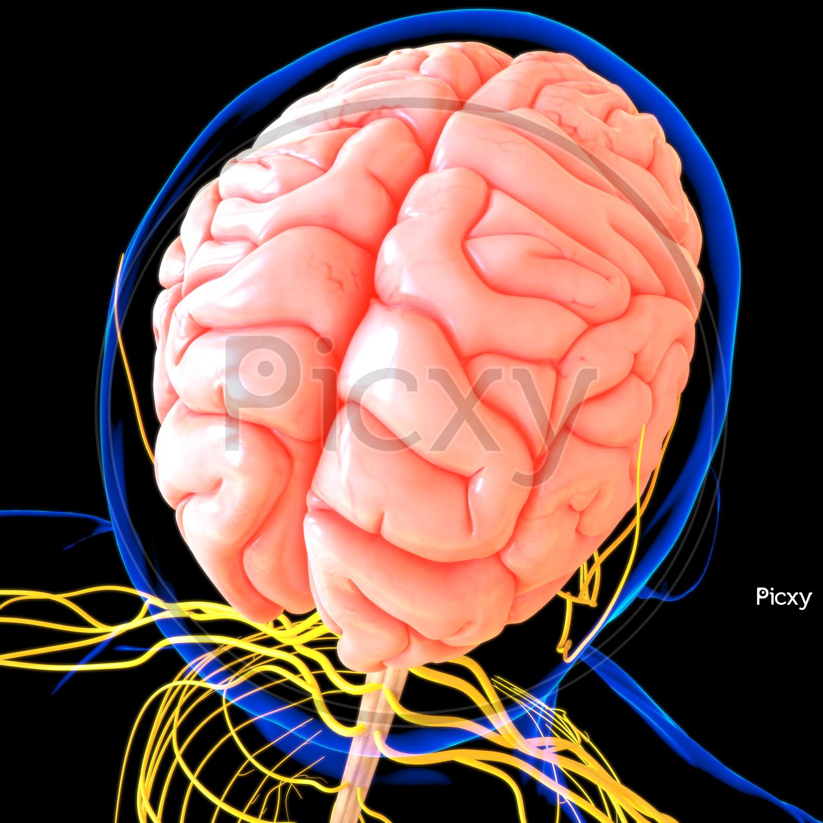 Human Brain Anatomy For Medical Concept 3D Rendering