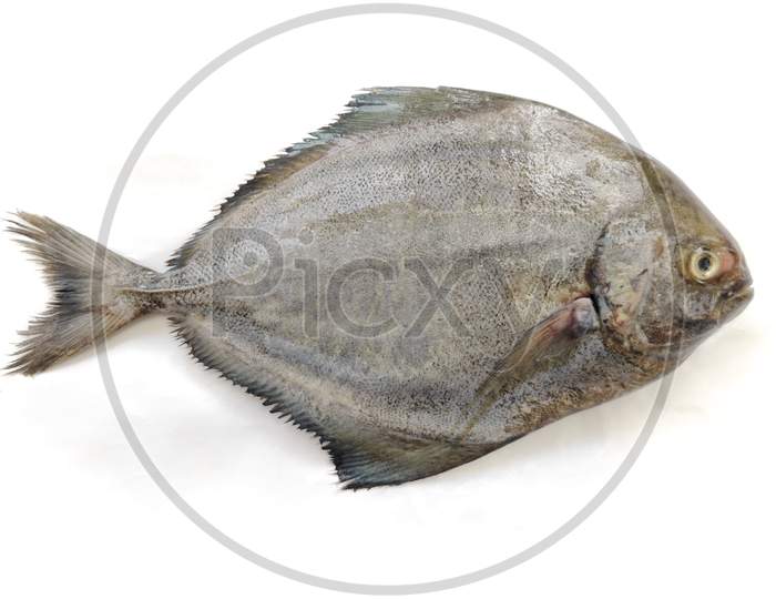 Fresh Black Pomfret Fish Isolated On A White Background,Selective Focus.