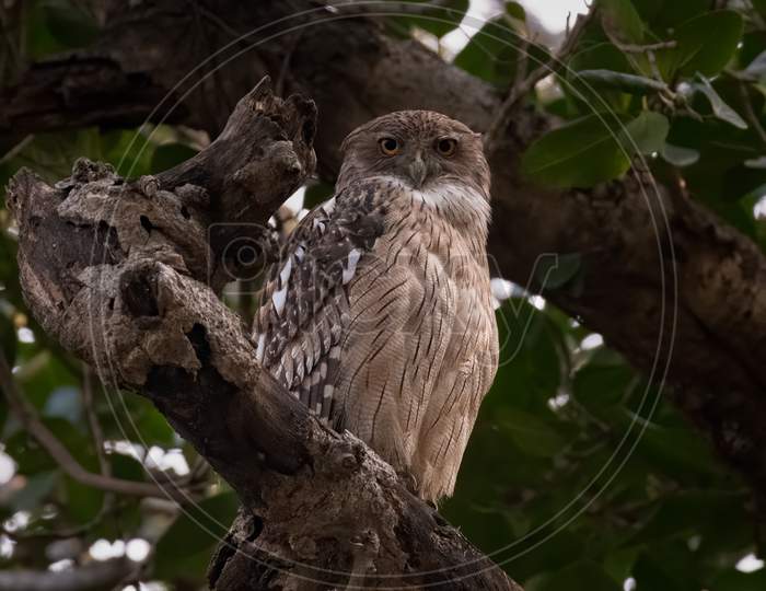 Brown Fish Owl Perched On A Tree Branch