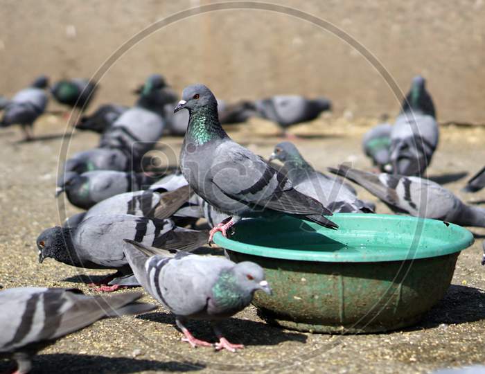 Pigeons drinking water on Road