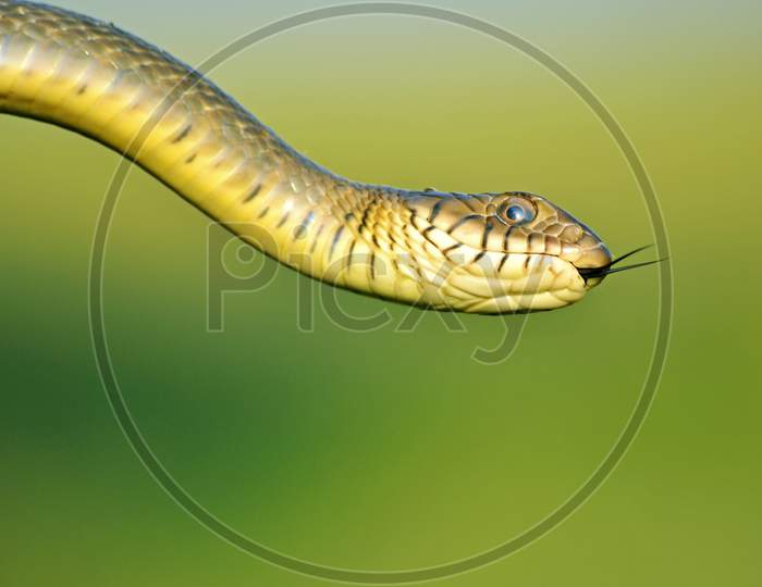 King Cobra Side Facing View in Close View