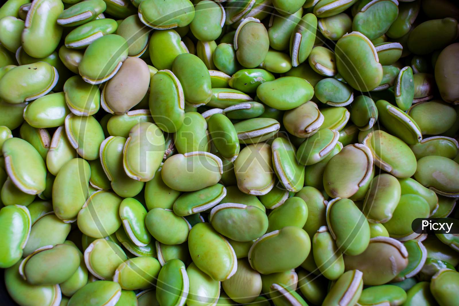 View Of Green Lima Beans (Also Known As Mocha Kottai In Tamil Language).