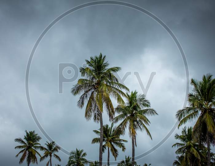 View Of Coconut Trees Against Overcast Sky Background, Pollachi, Tamil Nadu, India