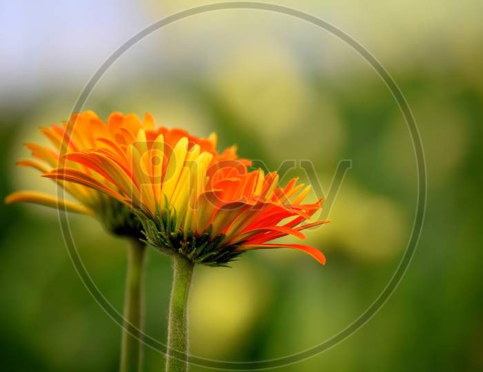 Two Orange Yellow Colored Gerbera Flowers Also Known As Gerbera Daisies On Green Blurry Background.
