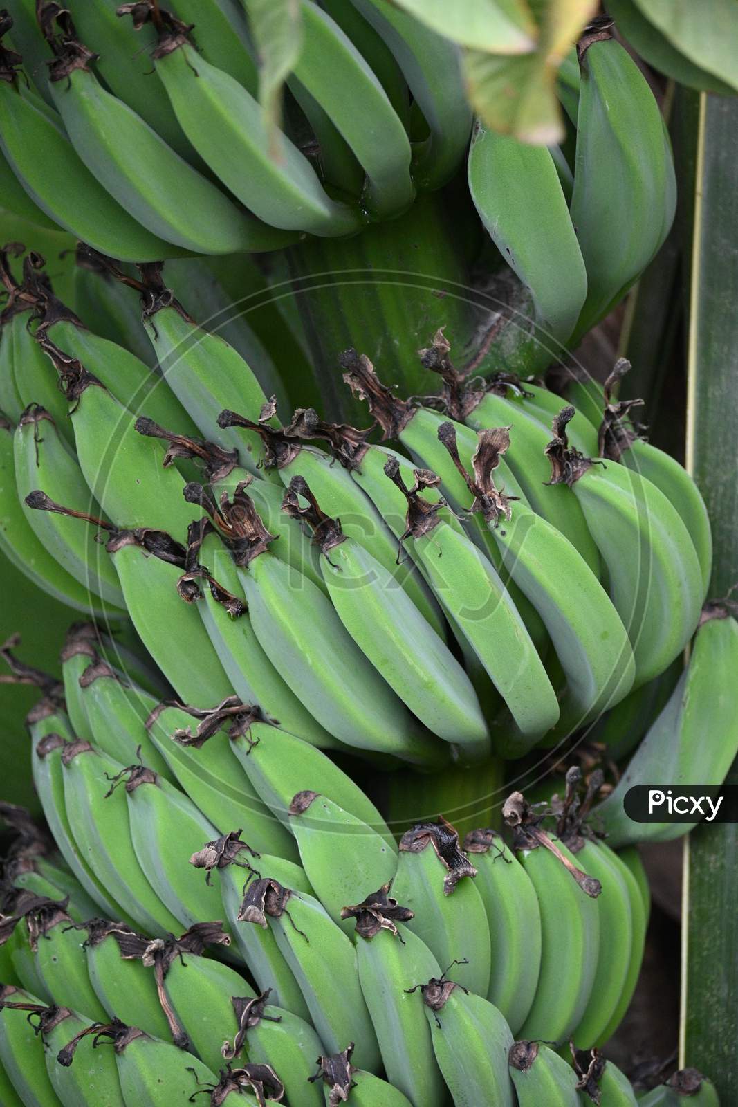 Banana Vegetable