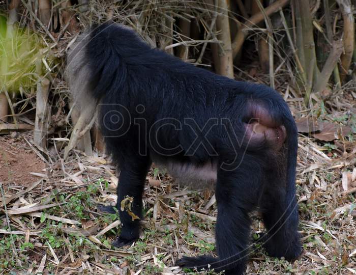Lion Tailed Macaque Back View Standing In The Jungle.